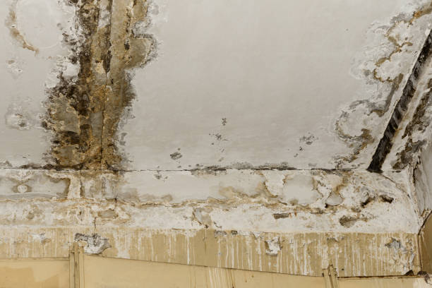 Best Basement Mold Removal  in Sneads, FL