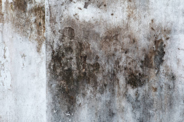 Best Comprehensive Air Testing for Mold Contaminants  in Sneads, FL