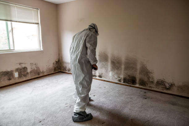 Mold Removal for HVAC Installations in Sneads, FL