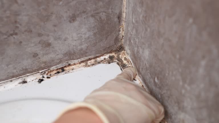 Best Mold Prevention Services  in Sneads, FL